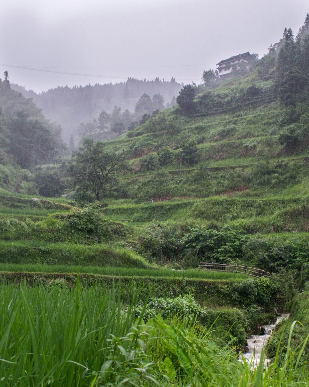 Longji Rice Terraces at golden hour — cascading tiers of paddies reflecting the sunset, a Zhuang village nestled below