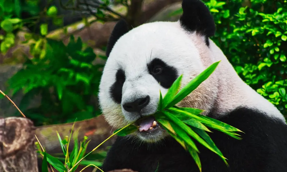 Giant panda eating bamboo at the Chengdu Panda Base
