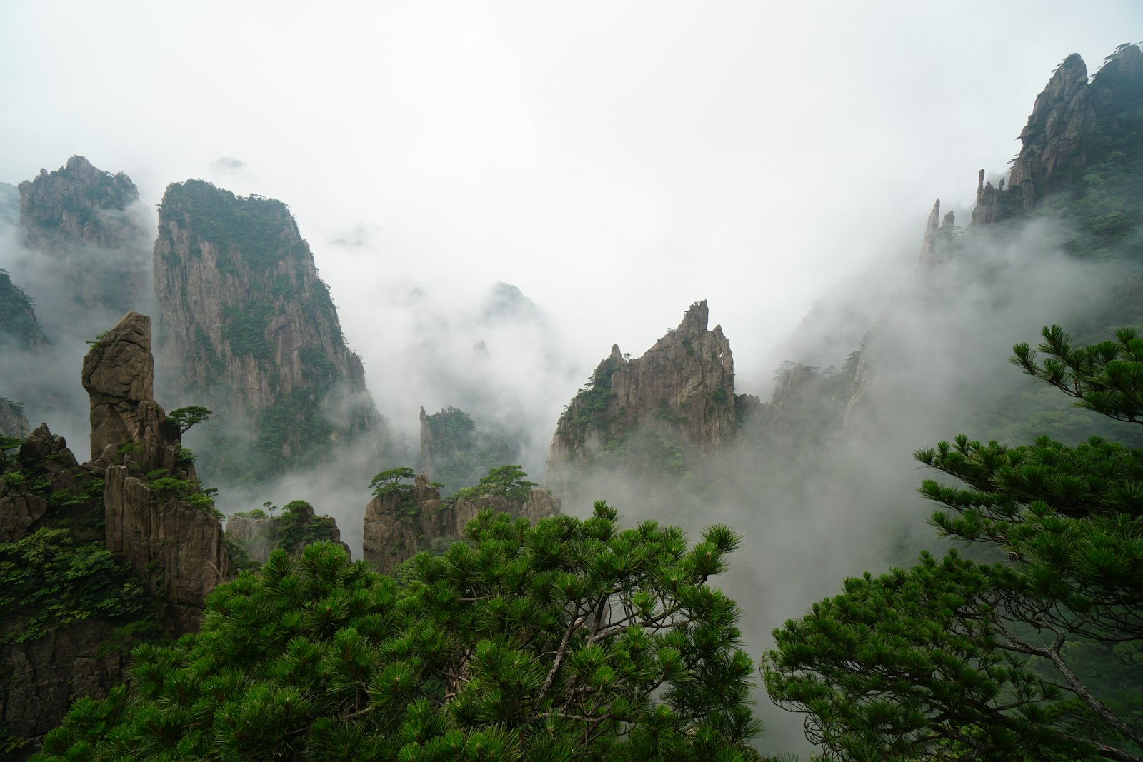 Twisted pines in the foreground and granite spires half-hidden in drifting mist on Mount Huangshan