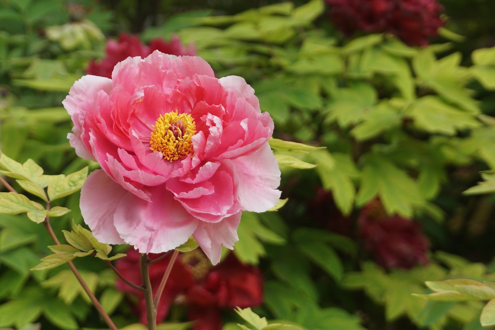 Close-up of a pink tree peony in full bloom with a golden centre, deep-red peonies and green leaves blurred behind it