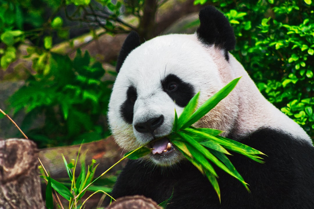 Giant panda eating bamboo at the Chengdu Panda Base
