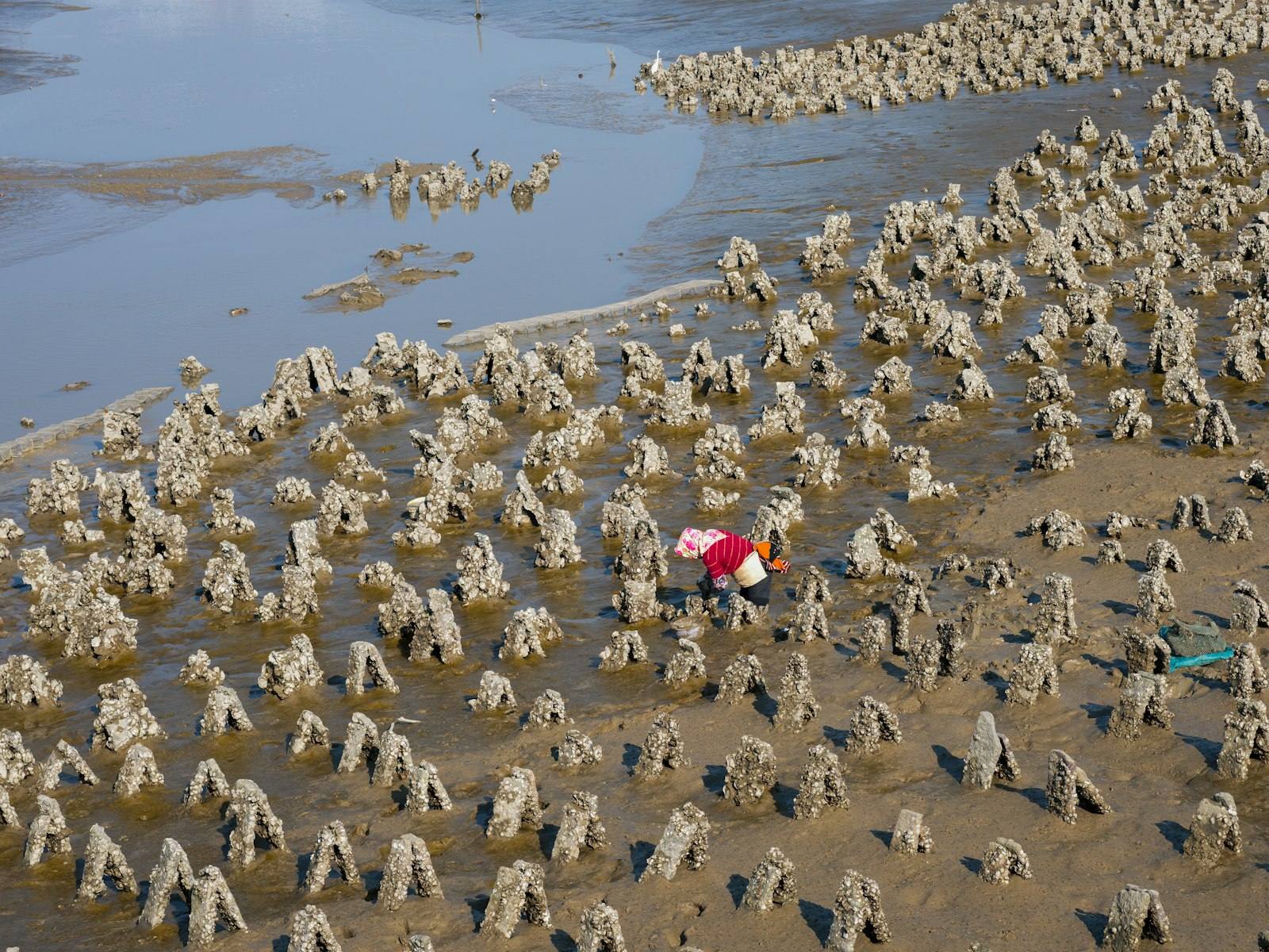 Aerial view of a worker in a bright headscarf bending to gather oysters by hand among rows of shell-crusted posts on a tidal mudflat at low tide