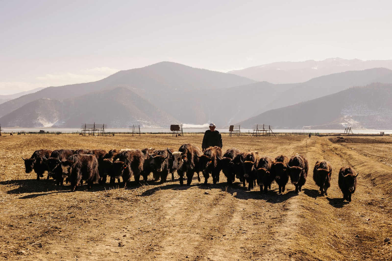 A herder walks a herd of dark yaks across dry, golden winter grassland beside a plateau lake, layered mountains rising behind