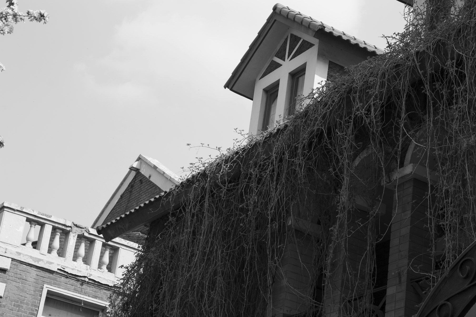 Black-and-white photo of an old house with a gabled dormer, a balustrade and a vine-covered wall