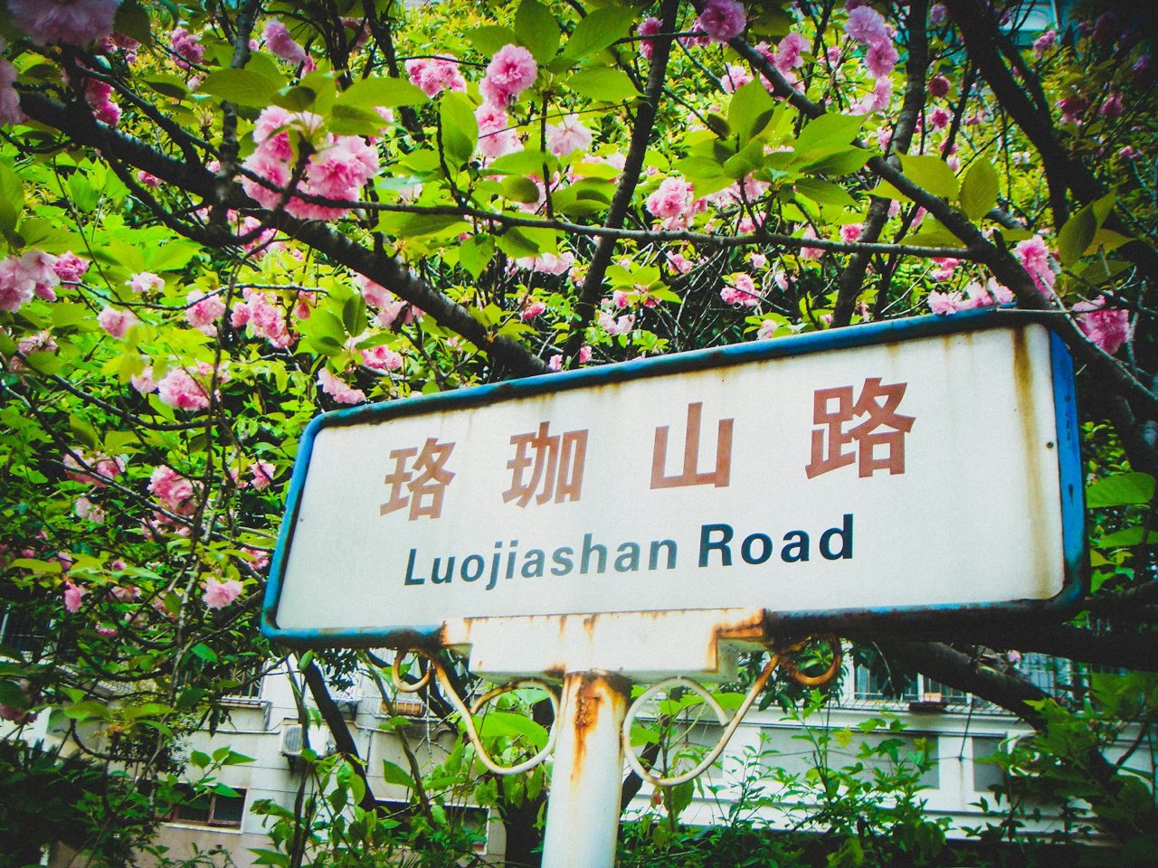 Clusters of pink double-petalled cherry blossom on a leafy branch above a rusty blue-and-white Luojiashan Road street sign, Wuchang, Wuhan
